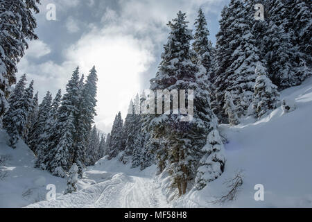 Winterlandschaft, Winter in den Bergen, Winterwald, Hochfügen, Zillertal, Tirol, Österreich