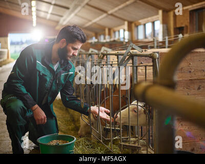Farmer feeding calf in stable on a farm Stock Photo