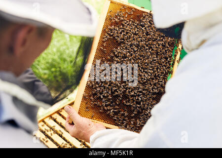 Beekeepers Inspecting Hive Stock Photo