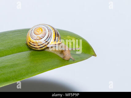 snail on a leaf isolated on a white background Stock Photo
