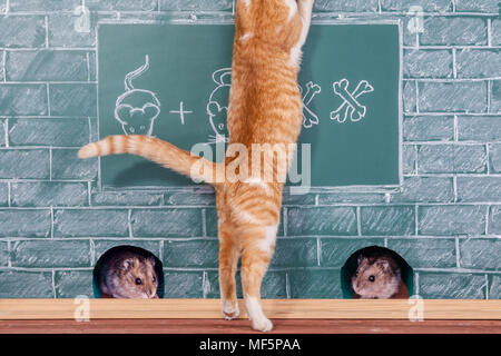 Education joke idea about red Cat studied mathematics Stock Photo