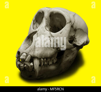 Old Monkey Skull isolated on Yellow Backgroud with Clipping Path, Minimal Concept Stock Photo