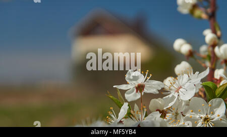 White cherry blossoms as a natural border foreground and blured home on background. Real estate concept and copy space. Stock Photo