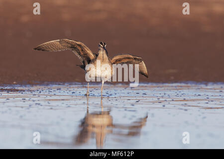 Whimbrel Stock Photo