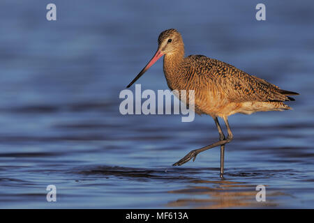 Marbled godwit Stock Photo