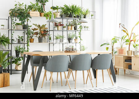 Grey chairs at wooden table in natural dining room interior with plants on shelves and cupboard Stock Photo