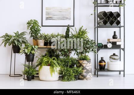 Houseplants on the floor and table standing next to a metal shelf with decorations in living room interior Stock Photo