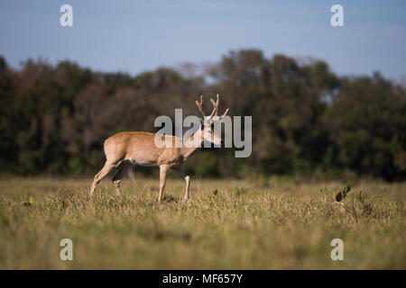 A male Pampas Deer (Ozotoceros bezoarticus) from South Pantanal Stock Photo