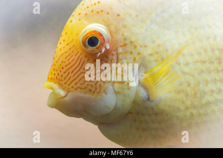 The blood parrot is a hybrid of the midas and the redhead Cichlid. This beautiful hybrid fish was first created in fresh water aquarium in Taiwan. Stock Photo
