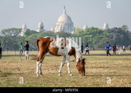 Kolkata Maidan, Kolkata, India - 11th Mar, 2018: A horse grazing at Maidan, the largest open playground in Kolkata (Calcutta) on a sunny weekend with  Stock Photo