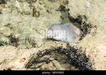 A painted moray eel (Gymnothorax pictus) partially hidden in a rock pool at low tide, Kenyan coast Stock Photo