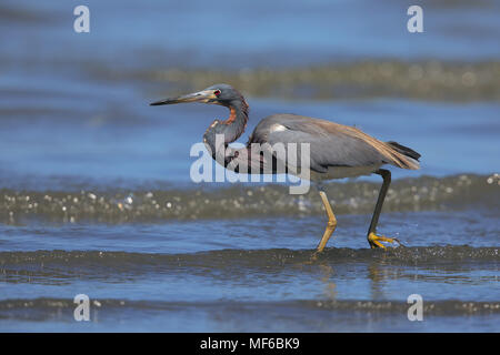 Tri-colored heron Stock Photo