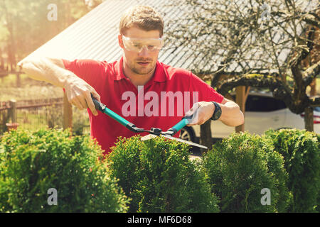 professional male gardener pruning hedge at home backyard Stock Photo