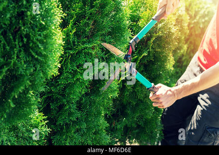 cutting tree with clippers in the garden Stock Photo - Alamy