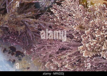 Rhodophyta (Corallina officinalis), Pink Coral Seaweed in a Rockpool, Ladram Bay, Devon, UK. Stock Photo