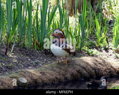 Male Mandarin duck (Aix galericulata) standing on the stone bank Stock Photo