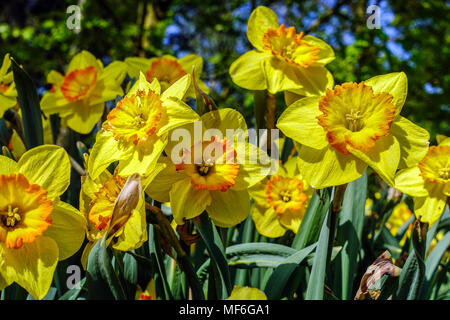 Yellow Daffodils, Narcissus Delibes, Daffodil in a garden Stock Photo