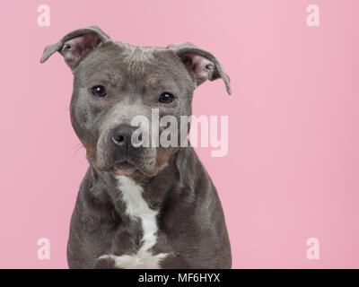 Portrait of a cute gray pitbull terrier dog looking at camera on a pink background Stock Photo
