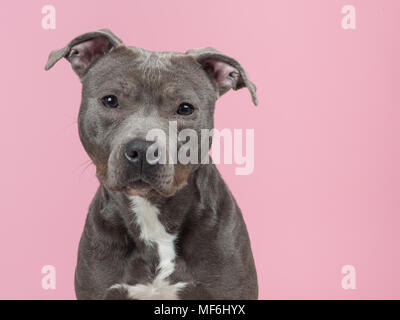 Pitbull terrier on a pink background hi res stock photography and