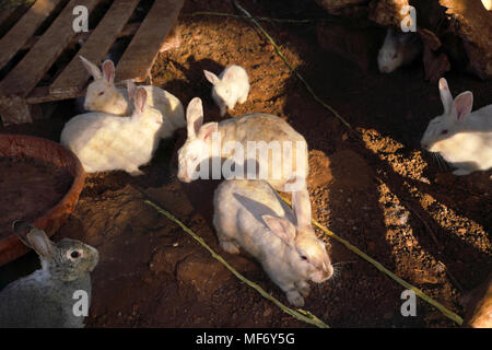 Group of rabbits sitting in the shelter Stock Photo