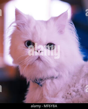 Cross breed (Persian and Turkish Van) white cat sitting with blue collar and looking with odd eyes Stock Photo