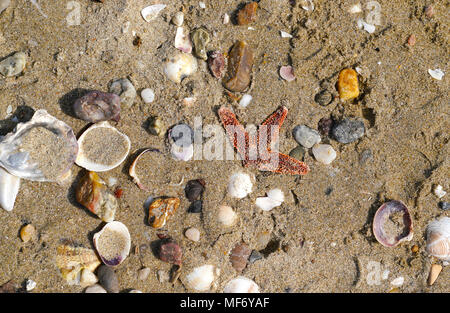 Different empty sea shells and starfish on sand in Marmara Sea Stock Photo