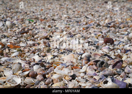 Many different empty sea shells in Marmara Sea Stock Photo