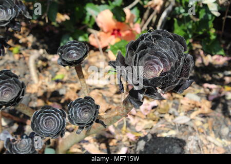 Black cactus flowers, Aeonium arboreum var. atropurpureum . Waiheki Island, New Zealand Stock Photo