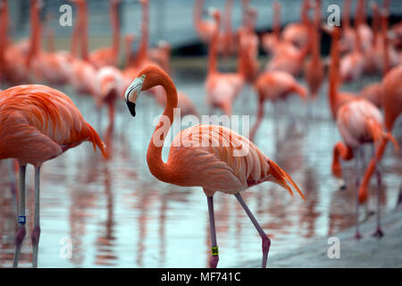 Pink flamingo in the water Stock Photo