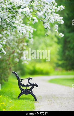 Bench in the spring garden under the blossoming apple tree. Stock Photo