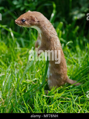 Eurasian Weasel/Least Weasel (mustela nivalis), UK Stock Photo