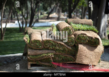 Grass Turfs Rolls On The wooden Pallet Preparing To New Grass Installation Stock Photo