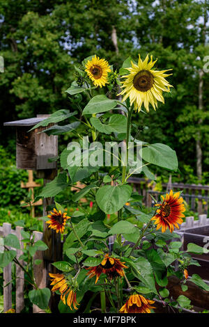 Sunflowers and a birdhouse in a country garden. Stock Photo