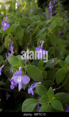 In the foreground are streptocarpus with green leaves in the greenhouse. Stock Photo