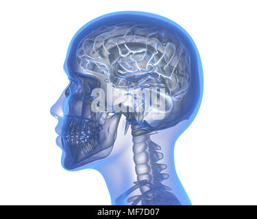 3d rendering medical illustration of brainstem Stock Photo - Alamy