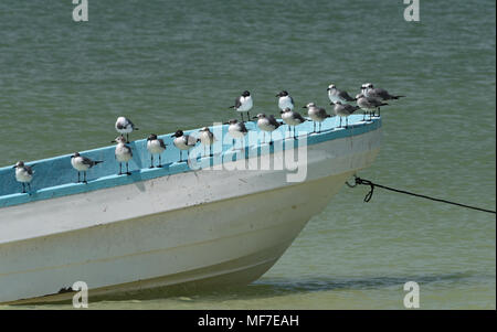 Seagulls on a fishing boat on the beach at Holbox Island, Mexico Stock Photo