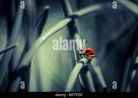 Lily leaf beetle on blade of grass Stock Photo