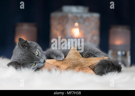 Chartreux kitten playing with Christmas decoration Stock Photo