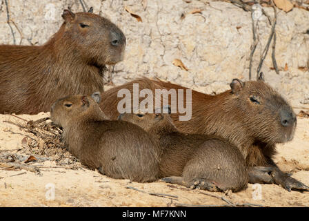 Capybara family in the Pantanal in southern Brazil Stock Photo