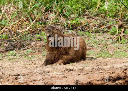 Capybara (Hydrochoerus hydrochaeris) issuing a warning bark Stock Photo