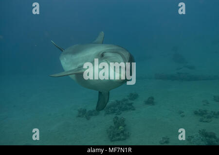 Dolphin swimming in the Red Sea, Eilat Israel - photographed by Avner Efrati Stock Photo