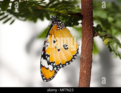 Plain tiger butterfly freshly emerged out of its pupa and ready to fly Stock Photo