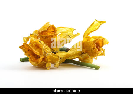 Three dead headed daffodils on white background Stock Photo