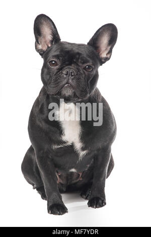 Cute black and white French bulldog sitting isolated on a white background Stock Photo