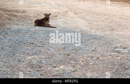 Lonely brown dog is resting on the dirt road near the countryside village. Stock Photo