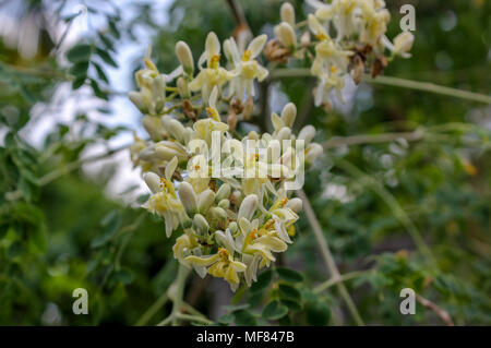 Moringa oleifera or drumstick tree blossom Stock Photo
