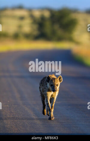 Spotted hyena in Kruger national park, South Africa ; Specie Crocuta crocuta family of Hyaenidae