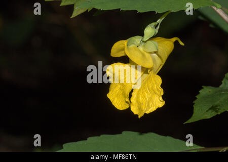 A yellow jewelweed blossom. Stock Photo