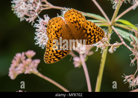 A great spangled fritillary butterfly on Joe-pye weed. Stock Photo