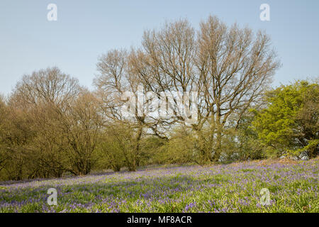 An image of Bluebells in an open sloping woodland shot at Launde Big wood, Leicestershire, England, UK Stock Photo